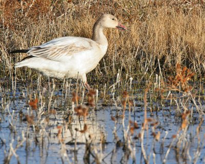 Snow Goose, ( juv.)