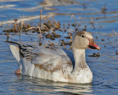 Snow Goose, ( juv.)