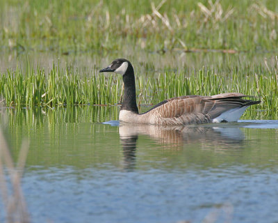 Canada Goose