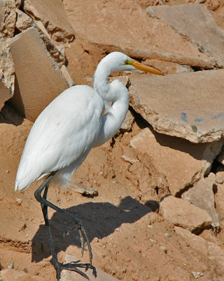 Great Egret