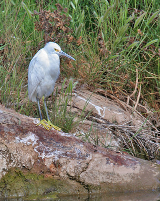 Snowy Egret