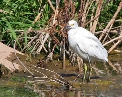 Snowy Egret