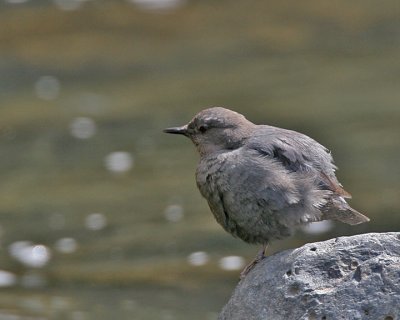 Dipper