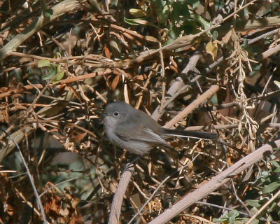 Blue-gray Gnatcher