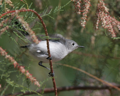 Blue Gray Gnatcher