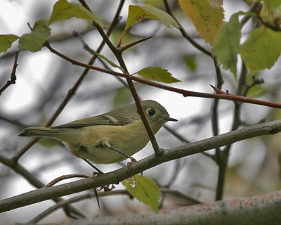Ruby-crowned Kinglet