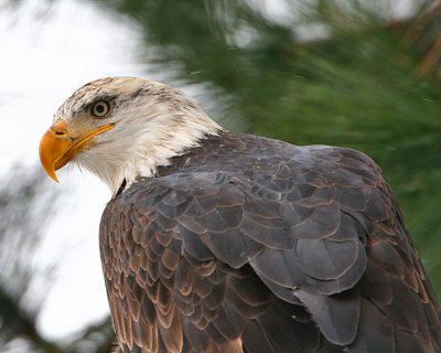 Bald Eagle