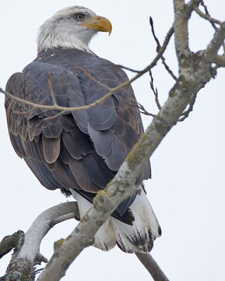 Bald Eagle