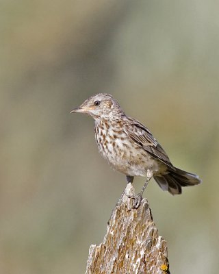 Sage Thrasher, ( juv)