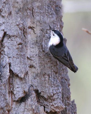 White-breasted Nuthatch