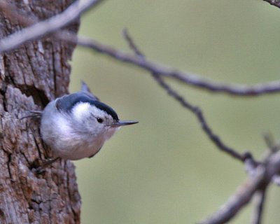 White-breasted Nuthatch