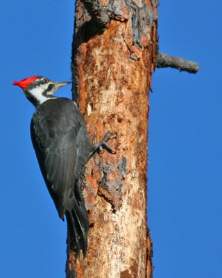 Pileated Woodpecker