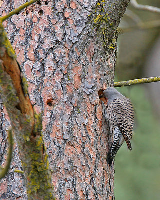 Northern Flicker