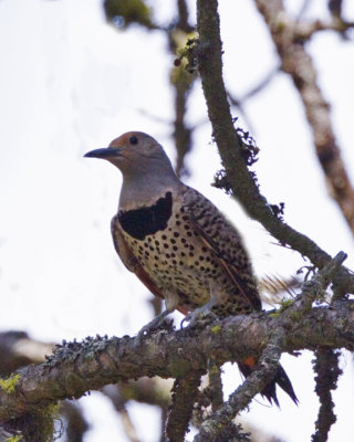 Northern Flicker