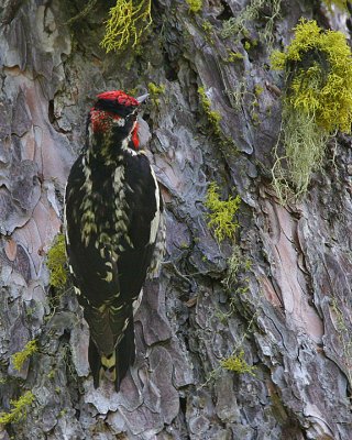 Red-naped Sapsucker