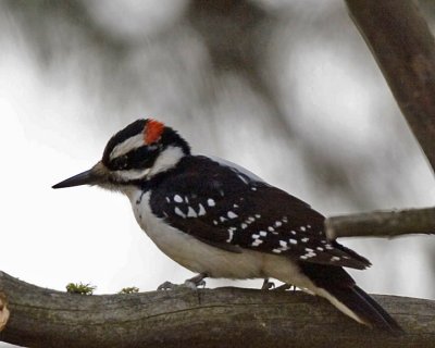 Hairy Woodpecker