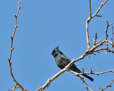 Phainopepla