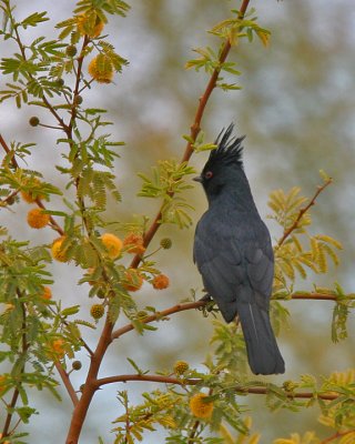 Phainopepla