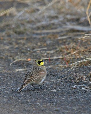 Horned Lark