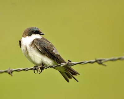 Tree Swallow