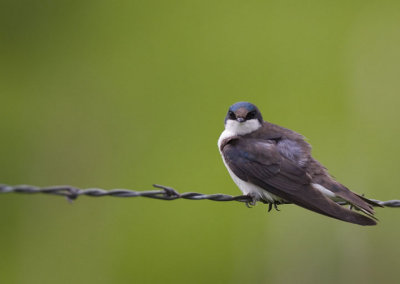 Tree Swallow