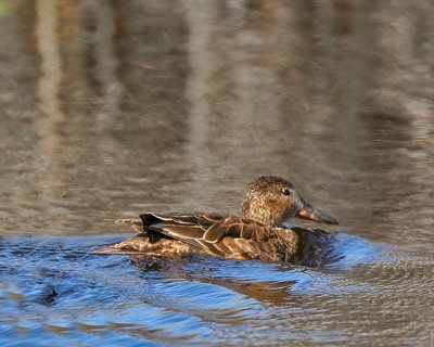 Cinimon Teal, female