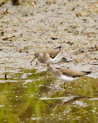 Solitary Sandpipers