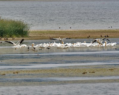 American White Pelicans
