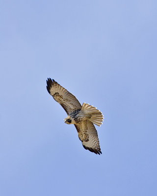 Red-tailed Hawk, ( juv.)