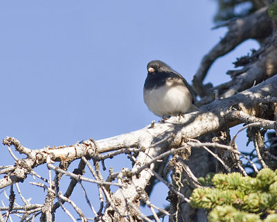 Oregon Junco