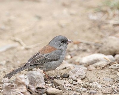 Gray-headed Junco