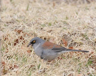 Yellow-eyed Junco