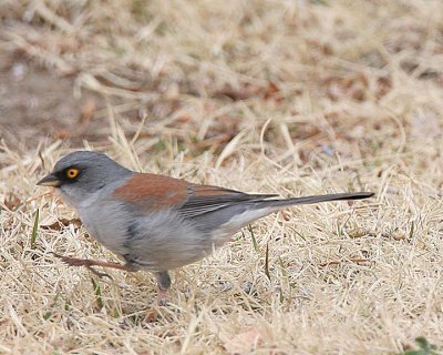 Yellow-eyed Junco