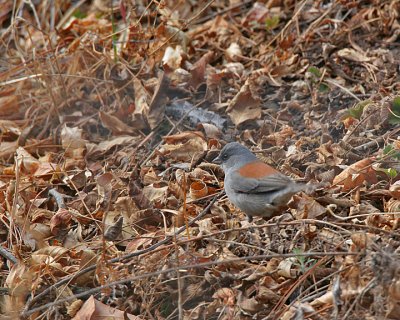 Gray-headed Junco