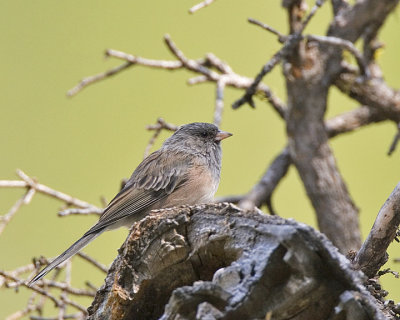 Oregon Junco
