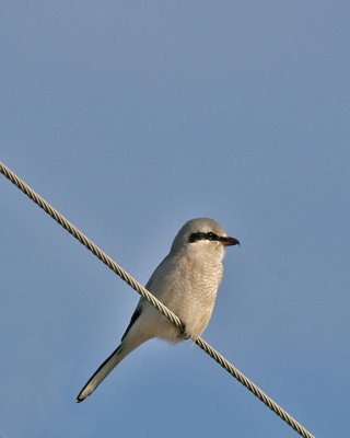 Northern Shrike
