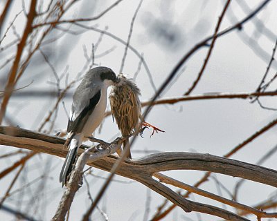 Loggerhead Shrike