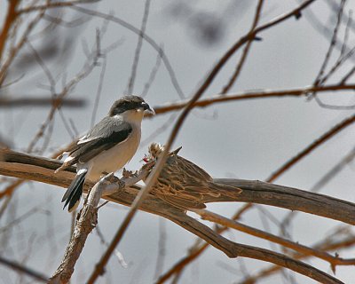 Loggerhead Shrike