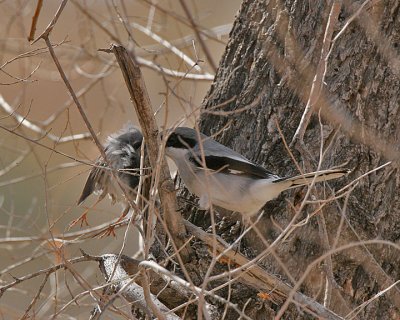Loggerhead Shrike