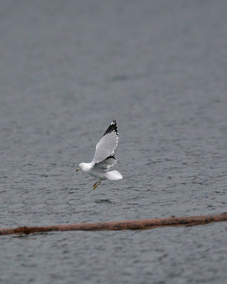 Ring-billed Gull (?)