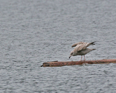 California Gull