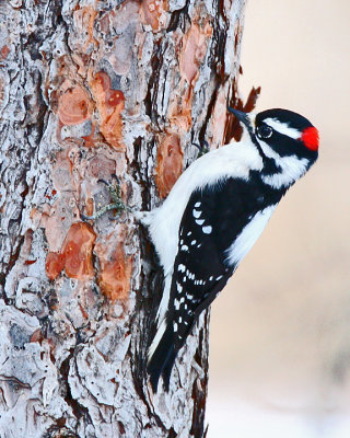 Downey Woodpecker