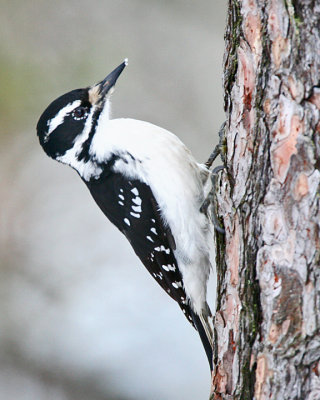 Hairy Woodpecker