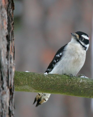 Downey Woodpecker