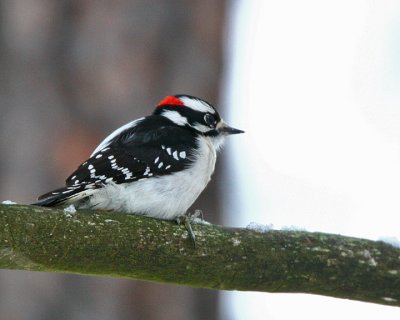 Downey Woodpecker