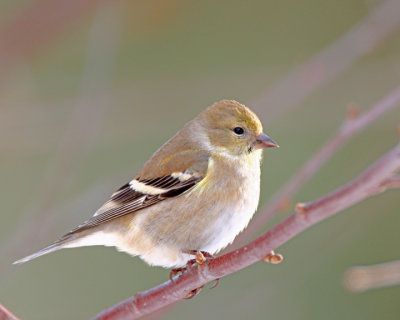 American Goldfinch
