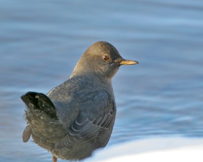 American Dipper