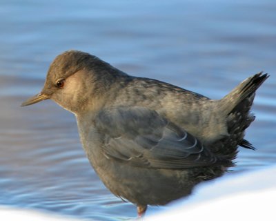 American Dipper