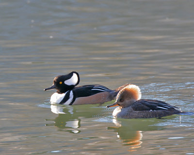 Hooded Merganzers, pair