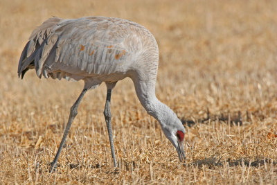 Sandhill Crane